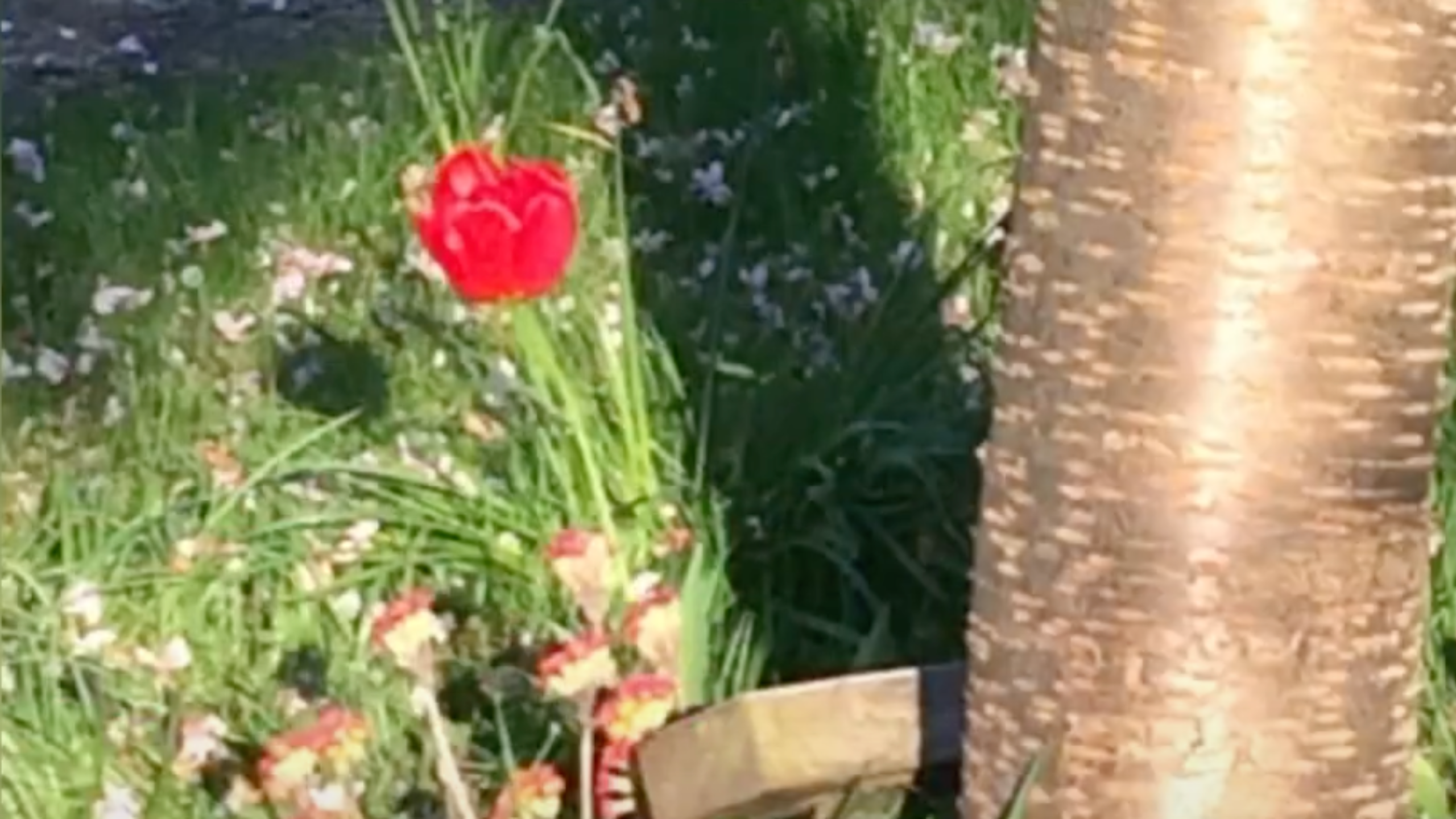 A lone, red poppy adds poignancy to the author's lockdown experience.
